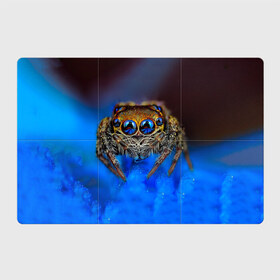 Магнитный плакат 3Х2 с принтом Паук в Курске, Полимерный материал с магнитным слоем | 6 деталей размером 9*9 см | глаза | животные | насекомые | паук | природа