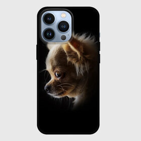 Чехол для iPhone 13 Pro с принтом Чихуахуа в Курске,  |  | Тематика изображения на принте: голова животного | прикольные картинки | собака | чихуахуа | щенок