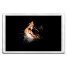 Магнит 45*70 с принтом Зеленоглазый котёнок в Курске, Пластик | Размер: 78*52 мм; Размер печати: 70*45 | кот | кошка | прикольные картинки
