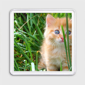 Магнит 55*55 с принтом Рыжий голубоглазый котёнок в Курске, Пластик | Размер: 65*65 мм; Размер печати: 55*55 мм | 