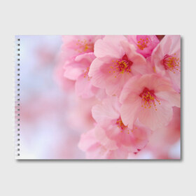 Альбом для рисования с принтом Сакура в Курске, 100% бумага
 | матовая бумага, плотность 200 мг. | весна | вишня | розовый | цветение | цветы | япония