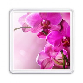 Магнит 55*55 с принтом Орхидея в Курске, Пластик | Размер: 65*65 мм; Размер печати: 55*55 мм | 