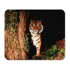 Коврик прямоугольный с принтом Тигр в Курске, натуральный каучук | размер 230 х 185 мм; запечатка лицевой стороны | дикая кошка | лес | природа | тигр | хищник