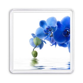 Магнит 55*55 с принтом Веточка орхидеи в Курске, Пластик | Размер: 65*65 мм; Размер печати: 55*55 мм | Тематика изображения на принте: ветка | красота | нежность | орхидея | природа | растение | фауна | цветок | цветы