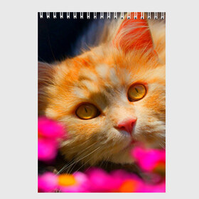 Скетчбук с принтом Кошечка в Курске, 100% бумага
 | 48 листов, плотность листов — 100 г/м2, плотность картонной обложки — 250 г/м2. Листы скреплены сверху удобной пружинной спиралью | животные | кот | кошка | милая | рыжий