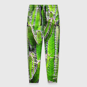 Мужские брюки 3D с принтом Кактус в Курске, 100% полиэстер | манжеты по низу, эластичный пояс регулируется шнурком, по бокам два кармана без застежек, внутренняя часть кармана из мелкой сетки | кактус | колючки | прикольные картинки | природа | цветочки | цветы
