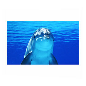 Бумага для упаковки 3D с принтом Дельфин в Курске, пластик и полированная сталь | круглая форма, металлическое крепление в виде кольца | Тематика изображения на принте: вода | дельфин | море | отдых | отпуск | подводный мир | туризм