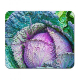 Коврик прямоугольный с принтом Капуста в Курске, натуральный каучук | размер 230 х 185 мм; запечатка лицевой стороны | Тематика изображения на принте: дача | еда | зелень | капуста | овощи | огород | растения | цветная капуста