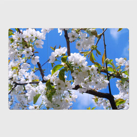 Магнитный плакат 3Х2 с принтом Вишнёвый цвет в Курске, Полимерный материал с магнитным слоем | 6 деталей размером 9*9 см | весна | вишня | лепестки | прикольные картинки | цветение | цветы