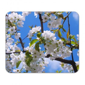 Коврик прямоугольный с принтом Вишнёвый цвет в Курске, натуральный каучук | размер 230 х 185 мм; запечатка лицевой стороны | весна | вишня | лепестки | прикольные картинки | цветение | цветы