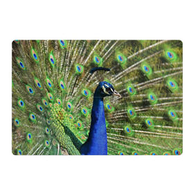 Магнитный плакат 3Х2 с принтом Павлин в Курске, Полимерный материал с магнитным слоем | 6 деталей размером 9*9 см | Тематика изображения на принте: животные | павлин | перо | перышки | природа | птица