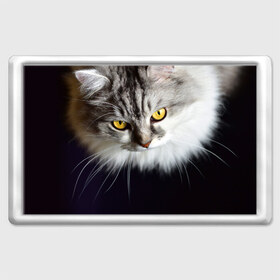 Магнит 45*70 с принтом Жёлтые глаза в Курске, Пластик | Размер: 78*52 мм; Размер печати: 70*45 | взгляд | глаза | голова животного | киска | кот | котёнок | кошка | прикольные картинки