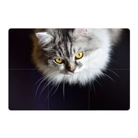Магнитный плакат 3Х2 с принтом Жёлтые глаза в Курске, Полимерный материал с магнитным слоем | 6 деталей размером 9*9 см | Тематика изображения на принте: взгляд | глаза | голова животного | киска | кот | котёнок | кошка | прикольные картинки
