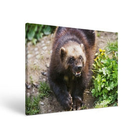 Холст прямоугольный с принтом Росомаха в Курске, 100% ПВХ |  | животные | лес | медведи | охота | природа | туризм