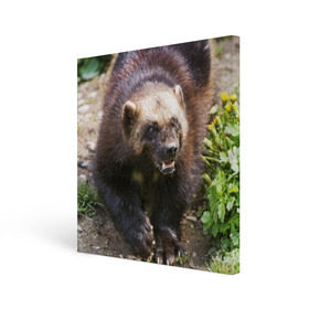 Холст квадратный с принтом Росомаха в Курске, 100% ПВХ |  | животные | лес | медведи | охота | природа | туризм