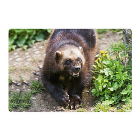 Магнитный плакат 3Х2 с принтом Росомаха в Курске, Полимерный материал с магнитным слоем | 6 деталей размером 9*9 см | животные | лес | медведи | охота | природа | туризм