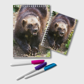 Блокнот с принтом Росомаха в Курске, 100% бумага | 48 листов, плотность листов — 60 г/м2, плотность картонной обложки — 250 г/м2. Листы скреплены удобной пружинной спиралью. Цвет линий — светло-серый
 | животные | лес | медведи | охота | природа | туризм