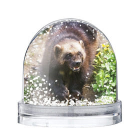 Снежный шар с принтом Росомаха в Курске, Пластик | Изображение внутри шара печатается на глянцевой фотобумаге с двух сторон | животные | лес | медведи | охота | природа | туризм