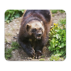 Коврик прямоугольный с принтом Росомаха в Курске, натуральный каучук | размер 230 х 185 мм; запечатка лицевой стороны | Тематика изображения на принте: животные | лес | медведи | охота | природа | туризм