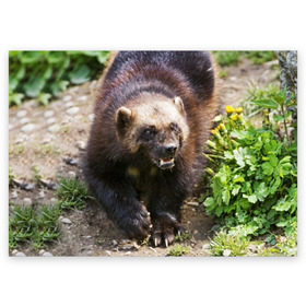 Поздравительная открытка с принтом Росомаха в Курске, 100% бумага | плотность бумаги 280 г/м2, матовая, на обратной стороне линовка и место для марки
 | Тематика изображения на принте: животные | лес | медведи | охота | природа | туризм
