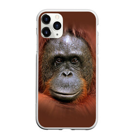Чехол для iPhone 11 Pro Max матовый с принтом Обезьяна в Курске, Силикон |  | животные | о.м.с.к. | обезьяна | орангутанг