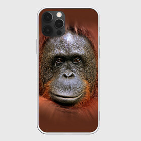 Чехол для iPhone 12 Pro Max с принтом Обезьяна в Курске, Силикон |  | Тематика изображения на принте: животные | о.м.с.к. | обезьяна | орангутанг