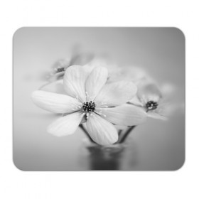 Коврик прямоугольный с принтом Белые цветочки 4 в Курске, натуральный каучук | размер 230 х 185 мм; запечатка лицевой стороны | белый | монгохромный | цветок | цветы