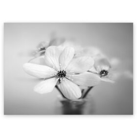 Поздравительная открытка с принтом Белые цветочки 4 в Курске, 100% бумага | плотность бумаги 280 г/м2, матовая, на обратной стороне линовка и место для марки
 | белый | монгохромный | цветок | цветы