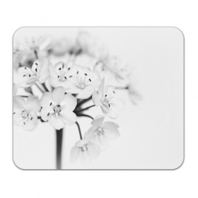 Коврик прямоугольный с принтом Белые цветочки 5 в Курске, натуральный каучук | размер 230 х 185 мм; запечатка лицевой стороны | Тематика изображения на принте: белый | цветок | цветы