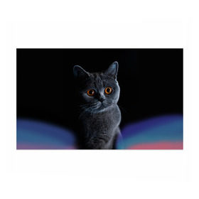 Бумага для упаковки 3D с принтом Британец 1 в Курске, пластик и полированная сталь | круглая форма, металлическое крепление в виде кольца | Тематика изображения на принте: британец | британская | британцы | кот | котенок | котик | котэ | кошка
