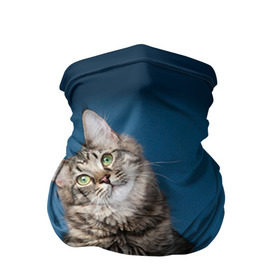 Бандана-труба 3D с принтом Мейн-кун 2 в Курске, 100% полиэстер, ткань с особыми свойствами — Activecool | плотность 150‒180 г/м2; хорошо тянется, но сохраняет форму | кот | котенок | котик | котэ | кошка | мейн кун | мейнкун | мэйн кун | мэйнкун