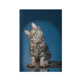 Обложка для паспорта матовая кожа с принтом Мейн-кун 2 в Курске, натуральная матовая кожа | размер 19,3 х 13,7 см; прозрачные пластиковые крепления | Тематика изображения на принте: кот | котенок | котик | котэ | кошка | мейн кун | мейнкун | мэйн кун | мэйнкун