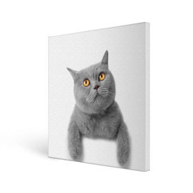 Холст квадратный с принтом Британец 2 в Курске, 100% ПВХ |  | Тематика изображения на принте: британец | британская | британцы | кот | котенок | котик | котэ | кошка
