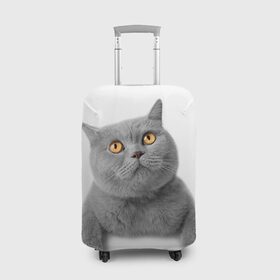 Чехол для чемодана 3D с принтом Британец 2 в Курске, 86% полиэфир, 14% спандекс | двустороннее нанесение принта, прорези для ручек и колес | Тематика изображения на принте: британец | британская | британцы | кот | котенок | котик | котэ | кошка