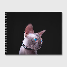 Альбом для рисования с принтом Сфинкс 6 в Курске, 100% бумага
 | матовая бумага, плотность 200 мг. | Тематика изображения на принте: кот | котенок | котик | котэ | кошка | сфинкс