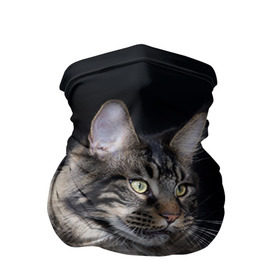 Бандана-труба 3D с принтом Мейн-кун 5 в Курске, 100% полиэстер, ткань с особыми свойствами — Activecool | плотность 150‒180 г/м2; хорошо тянется, но сохраняет форму | кот | котенок | котик | котэ | кошка | мейн кун | мейнкун | мэйн кун | мэйнкун