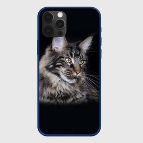 Чехол для iPhone 12 Pro с принтом Мейн-кун 5 в Курске, силикон | область печати: задняя сторона чехла, без боковых панелей | кот | котенок | котик | котэ | кошка | мейн кун | мейнкун | мэйн кун | мэйнкун