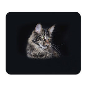 Коврик прямоугольный с принтом Мейн-кун 5 в Курске, натуральный каучук | размер 230 х 185 мм; запечатка лицевой стороны | Тематика изображения на принте: кот | котенок | котик | котэ | кошка | мейн кун | мейнкун | мэйн кун | мэйнкун