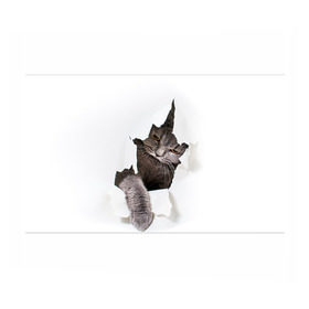 Бумага для упаковки 3D с принтом Британец 4 в Курске, пластик и полированная сталь | круглая форма, металлическое крепление в виде кольца | Тематика изображения на принте: британец | британская | британцы | кот | котенок | котик | котэ | кошка