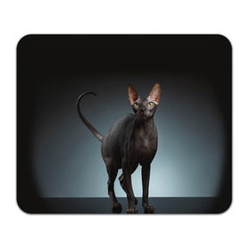 Коврик прямоугольный с принтом Сфинкс 7 в Курске, натуральный каучук | размер 230 х 185 мм; запечатка лицевой стороны | кот | котенок | котик | котэ | кошка | сфинкс