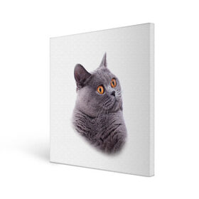 Холст квадратный с принтом Британец 5 в Курске, 100% ПВХ |  | Тематика изображения на принте: британец | британская | британцы | кот | котенок | котик | котэ | кошка