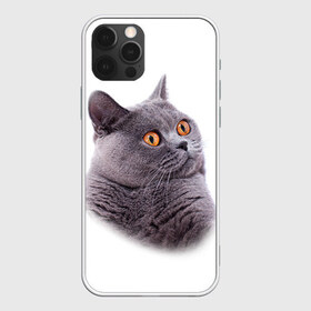 Чехол для iPhone 12 Pro Max с принтом Британец 5 в Курске, Силикон |  | британец | британская | британцы | кот | котенок | котик | котэ | кошка