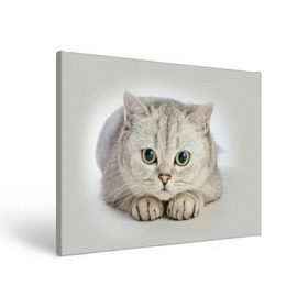 Холст прямоугольный с принтом Британец 6 в Курске, 100% ПВХ |  | Тематика изображения на принте: британец | британская | британцы | кот | котенок | котик | котэ | кошка