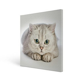 Холст квадратный с принтом Британец 6 в Курске, 100% ПВХ |  | британец | британская | британцы | кот | котенок | котик | котэ | кошка