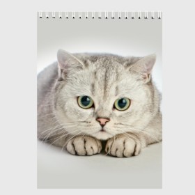 Скетчбук с принтом Британец 6 в Курске, 100% бумага
 | 48 листов, плотность листов — 100 г/м2, плотность картонной обложки — 250 г/м2. Листы скреплены сверху удобной пружинной спиралью | британец | британская | британцы | кот | котенок | котик | котэ | кошка