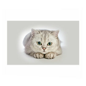 Бумага для упаковки 3D с принтом Британец 6 в Курске, пластик и полированная сталь | круглая форма, металлическое крепление в виде кольца | Тематика изображения на принте: британец | британская | британцы | кот | котенок | котик | котэ | кошка