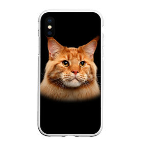 Чехол для iPhone XS Max матовый с принтом Мейн-кун 6 в Курске, Силикон | Область печати: задняя сторона чехла, без боковых панелей | кот | котенок | котик | котэ | кошка | мейн кун | мейнкун | мэйн кун | мэйнкун