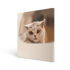 Холст квадратный с принтом Британец 7 в Курске, 100% ПВХ |  | Тематика изображения на принте: британец | британская | британцы | кот | котенок | котик | котэ | кошка