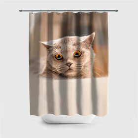 Штора 3D для ванной с принтом Британец 7 в Курске, 100% полиэстер | плотность материала — 100 г/м2. Стандартный размер — 146 см х 180 см. По верхнему краю — пластиковые люверсы для креплений. В комплекте 10 пластиковых колец | британец | британская | британцы | кот | котенок | котик | котэ | кошка