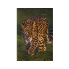 Обложка для паспорта матовая кожа с принтом Дальневосточный леопард в Курске, натуральная матовая кожа | размер 19,3 х 13,7 см; прозрачные пластиковые крепления | дикая кошка | леопард | природа | хищник